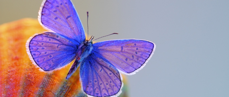Все о бабочках в Асино | ЗооТом портал о животных