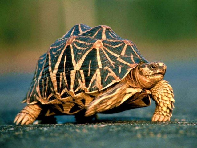 Все о черепахах в Асино | ЗооТом портал о животных