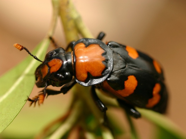 Все о жуках в Асино | ЗооТом портал о животных