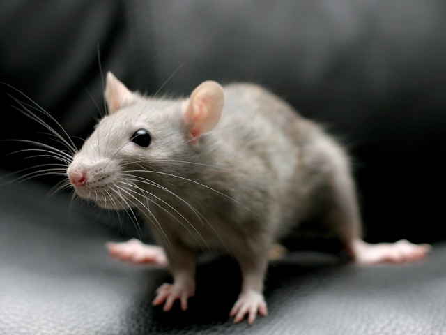 Все о крысах в Асино | ЗооТом портал о животных