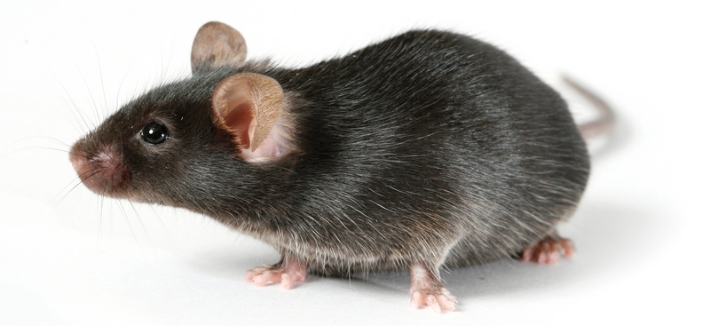 Все о крысах в Асино | ЗооТом портал о животных