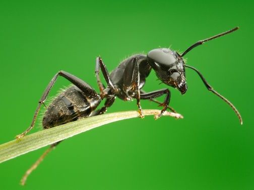 Все о муравьях в Асино | ЗооТом портал о животных