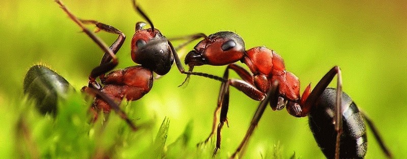 Все о муравьях в Асино | ЗооТом портал о животных
