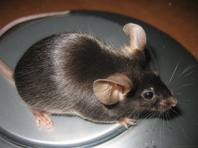Все о мышах в Асино | ЗооТом - продажа, вязка и услуги для животных в Асино