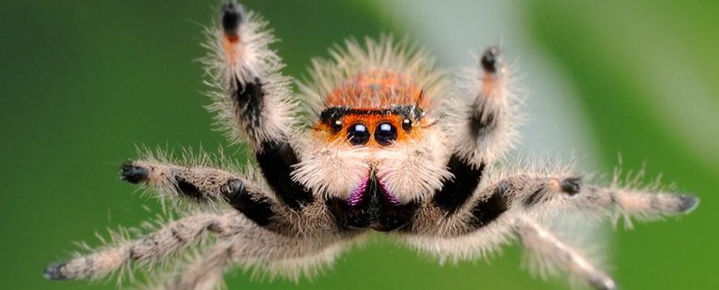 Все о пауках в Асино | ЗооТом портал о животных