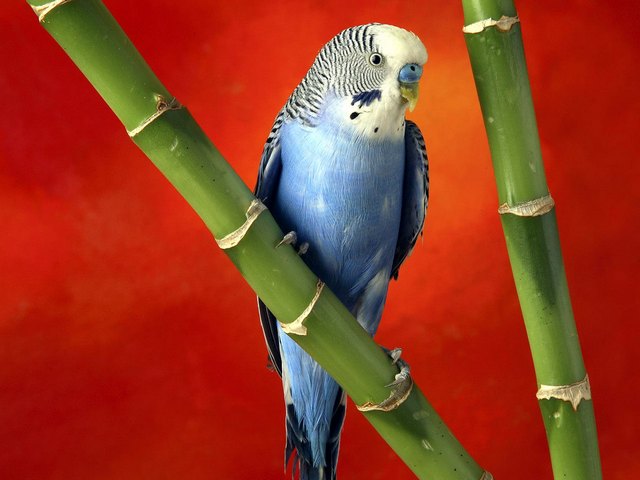 Все о попугаях в Асино | ЗооТом портал о животных