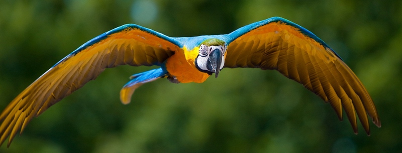 Все о попугаях в Асино | ЗооТом портал о животных
