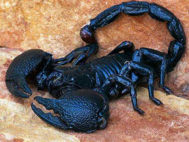 Все о скорпионах в Асино | ЗооТом портал о животных