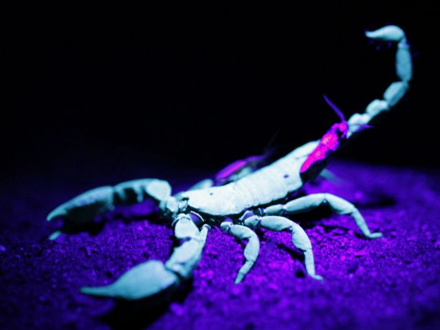 Все о скорпионах в Асино | ЗооТом портал о животных