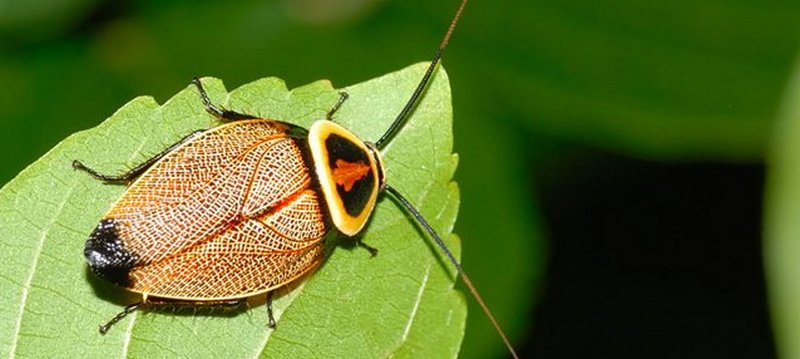 Все о тараканах в Асино | ЗооТом портал о животных