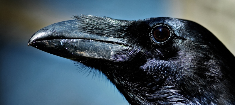 Все о воронах в Асино | ЗооТом портал о животных