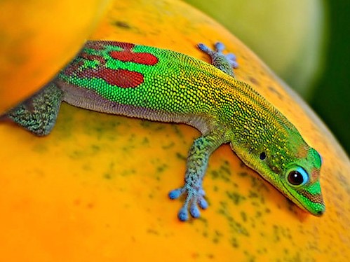 Все о гекконах в Асино | ЗооТом портал о животных