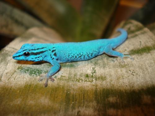 Все о гекконах в Асино | ЗооТом портал о животных