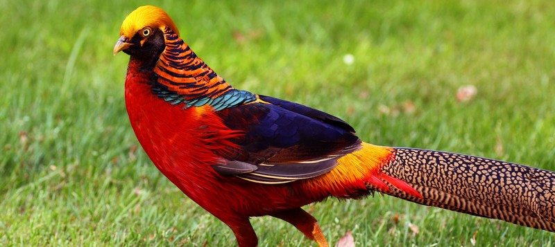 Все о фазанах в Асино | ЗооТом портал о животных