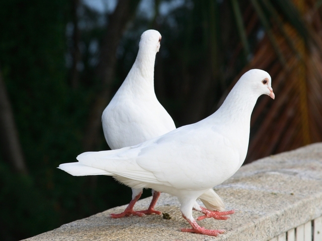 Все о голубях | ЗооТом - продажа, вязка и услуги для животных в Асино