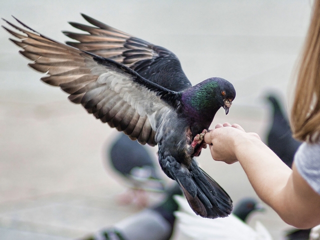 Все о голубях | ЗооТом - продажа, вязка и услуги для животных в Асино