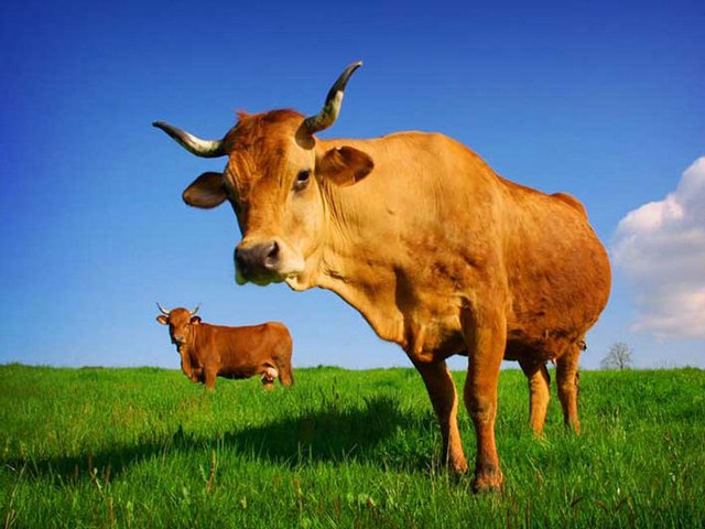 Все о коровах в Асино | ЗооТом портал о животных