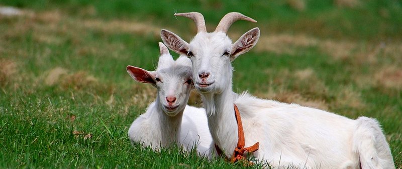 Все о козах в Асино | ЗооТом портал о животных