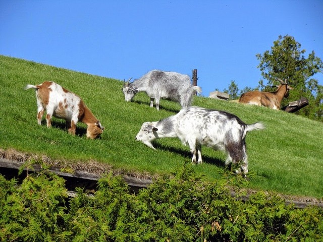 Все о козах в Асино | ЗооТом портал о животных