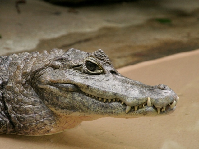 Все о крокодилах в Асино | ЗооТом портал о животных