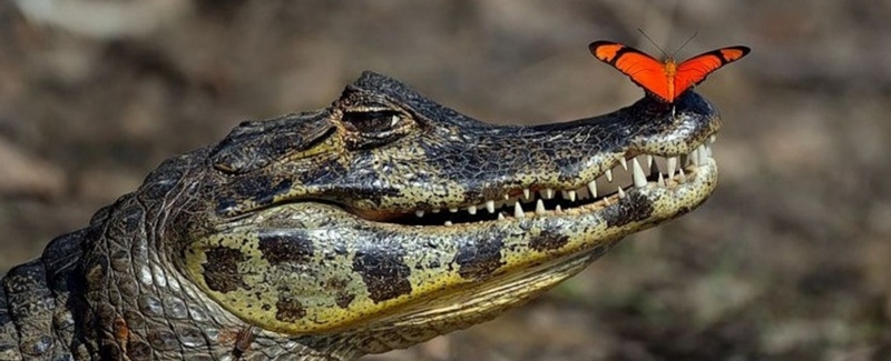 Все о крокодилах в Асино | ЗооТом портал о животных