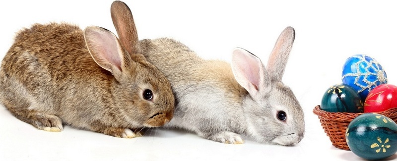 Все о кроликах в Асино | ЗооТом портал о животных
