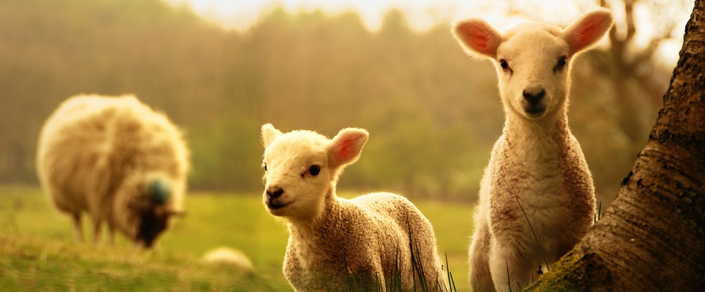 Объявления о сельскохозяйственных животных | ЗооТом - продажа, вязка и услуги для животных в Асино