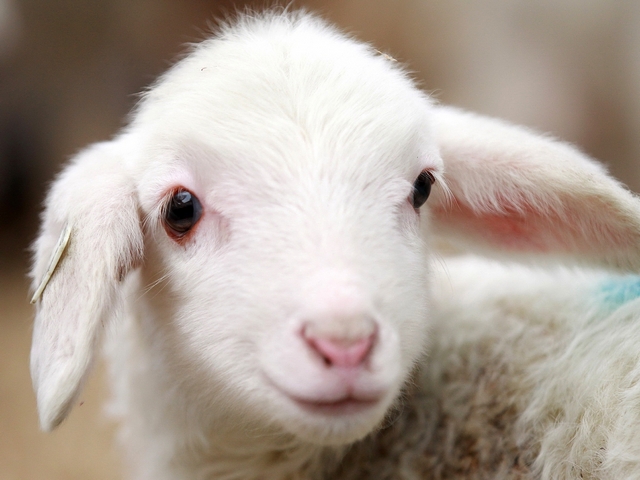 Овцы и бараны в Асино | ЗооТом портал о животных