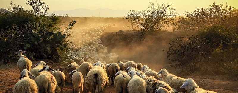 Все об овцах в Асино | ЗооТом портал о животных