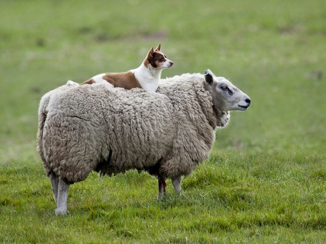 Все об овцах в Асино | ЗооТом портал о животных