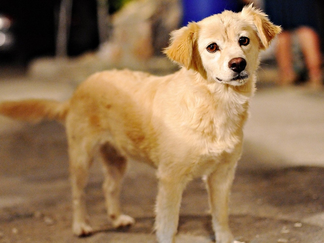 Породы собак в Асино | ЗооТом портал о животных