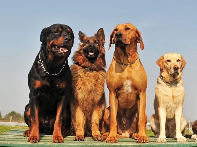 Крупные породы собак в Асино | ЗооТом портал о животных