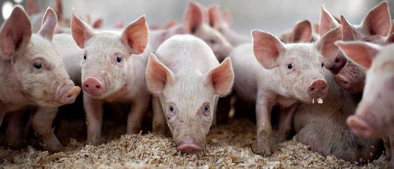 Все о свиньях в Асино | ЗооТом портал о животных