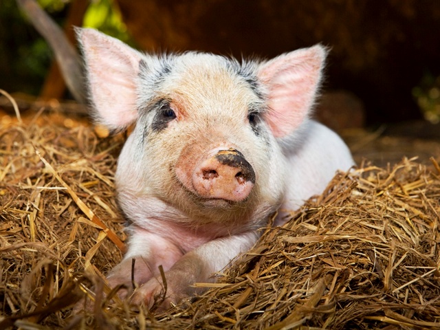 Все о свиньях в Асино | ЗооТом портал о животных