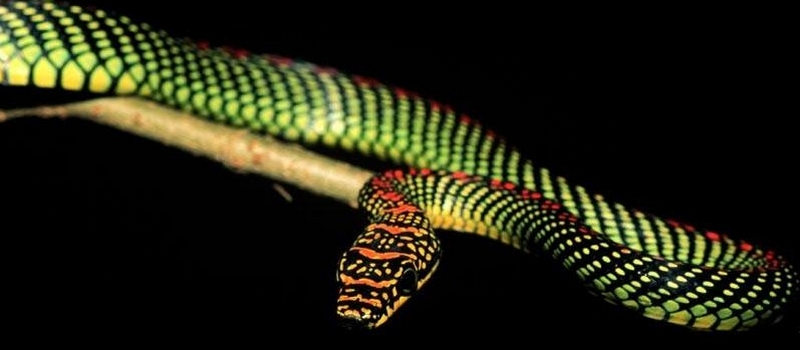 Все о змеях в Асино | ЗооТом портал о животных